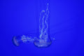 Two translucent jellyfish drifting through vivid blue water.