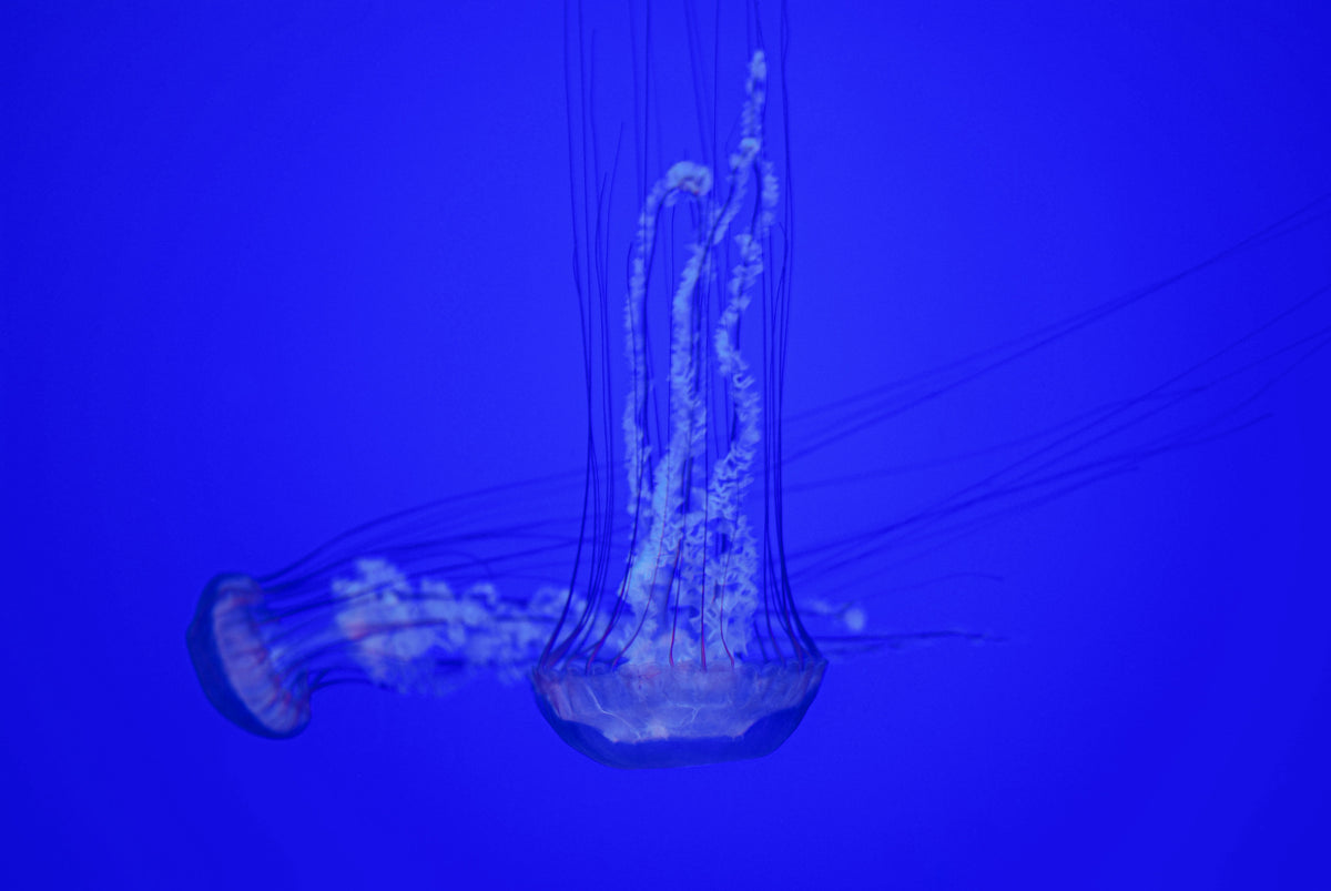 Two translucent jellyfish drifting through vivid blue water.